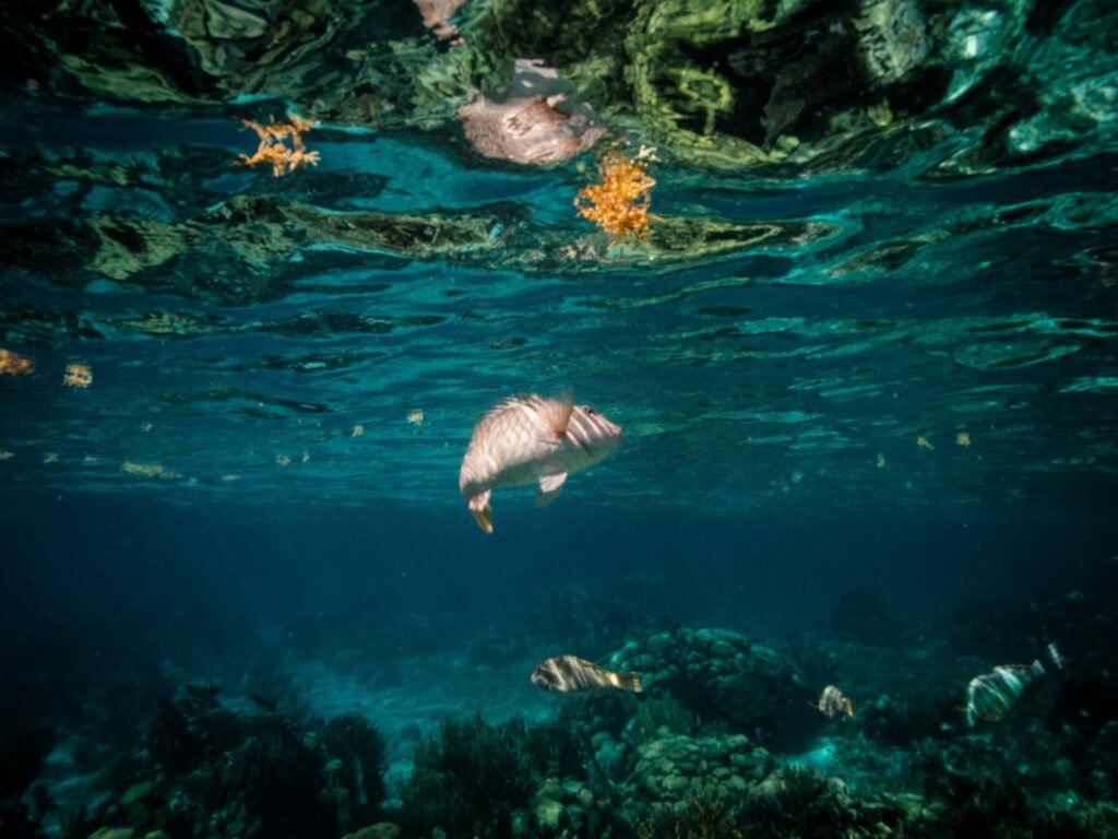 Underwater on the reef